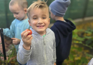 w naszym ogródku przedszkolnym Tymuś trzyma dojrzałego pomidora