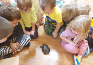 Dzieci oglądają żółwia.