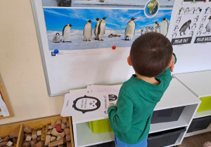 Chłopiec wskazuje pingwiny na tablicy demonstarcyjnej.