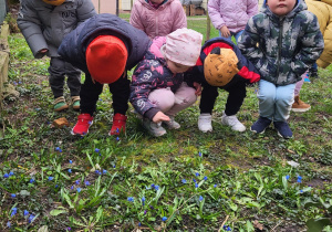 Dzieci podziwiają małe przylaszczki, które zakwitły w przedszkolnym ogrodzie.