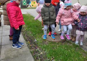 Krokusy w przedszkolnym ogródku.