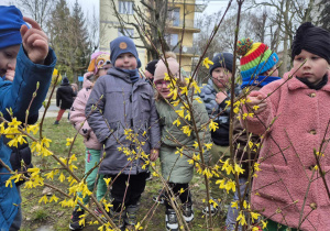 Dzieci oglądają kwitnący krzew forsycji