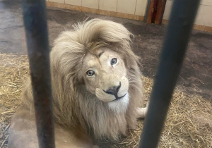 Mieszkaniec Zoo -biiały Lew