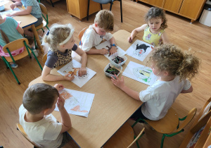 Zdjęcie 6 na 6