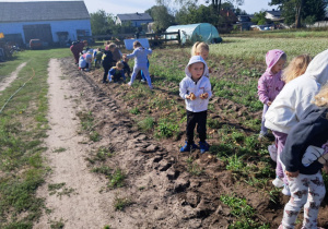 dzieci zbierają ziemniaki