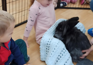 dziewczynka obserwuje królika