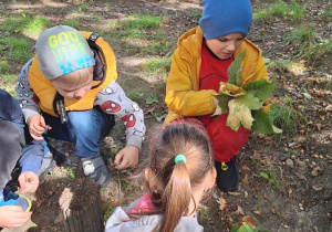 Dzieci zbierają w parku dary jesieni.