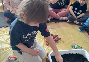 Dziewczynka sadzi cebulki.