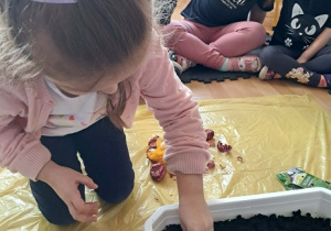 Dziewczynka sadzi cebulki.