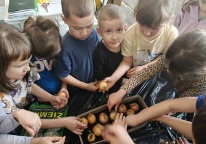 Dzieci podczas sadzenia cebuli.