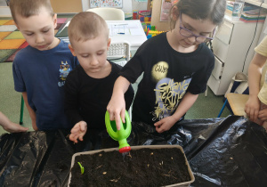 Dzieci podczas sadzenia cebuli.