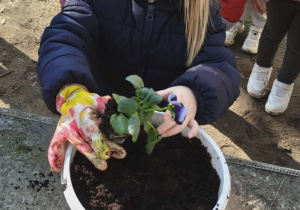 Dziewczynka wsadza kwiatki do doniczki.