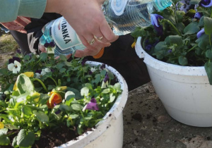 Chłopiec podlewa kwiatki.