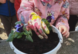 Dziewczynka wsadza kwiatki do doniczki.