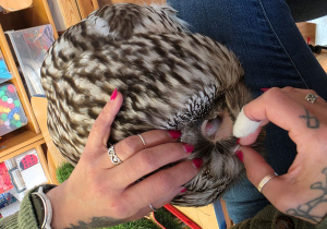 Pani Asia pokazuje dzieciom, gdzie sowa ma ukryte uszy.