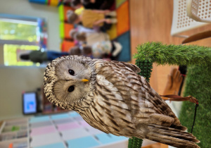Sowa UTE obserwuje dzieci podczas zajęć.