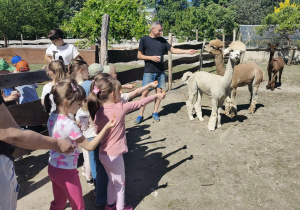 Dzieci karmią alpaki.
