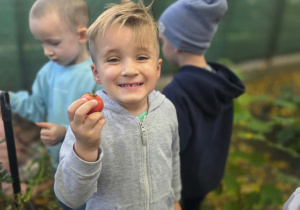 w naszym ogródku przedszkolnym Tymuś trzyma dojrzałego pomidora